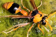 Orange Potter Wasp (Eumenes latreilli)